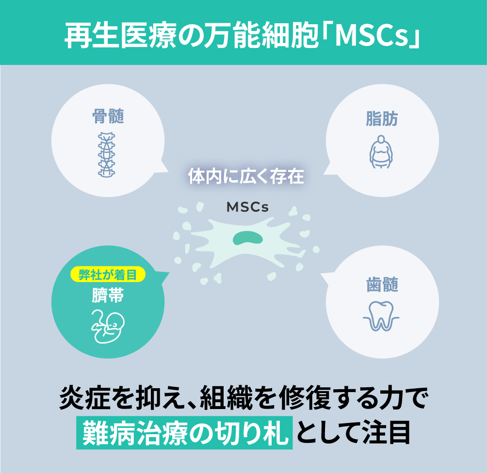 再生医療の万能細胞「MSCs」