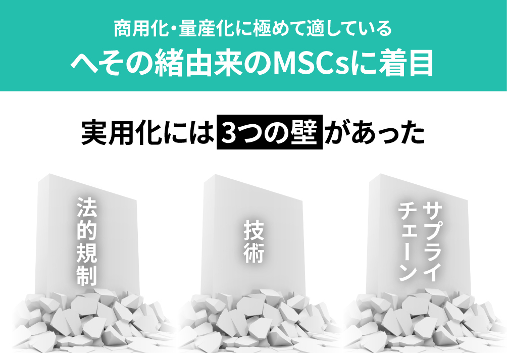 へその緒由来のMSCsに着目