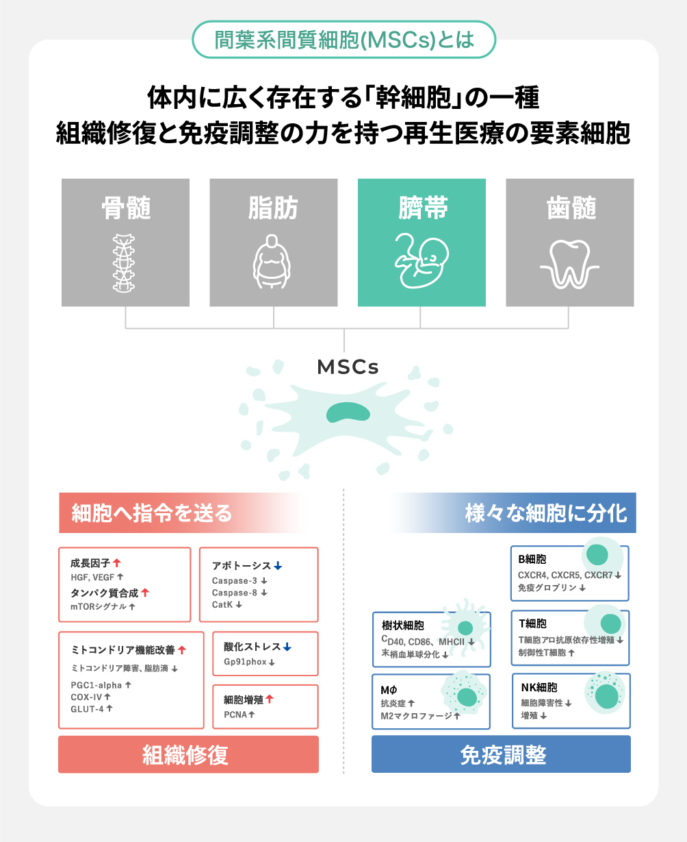 間葉系間質細胞(MSCs)とは