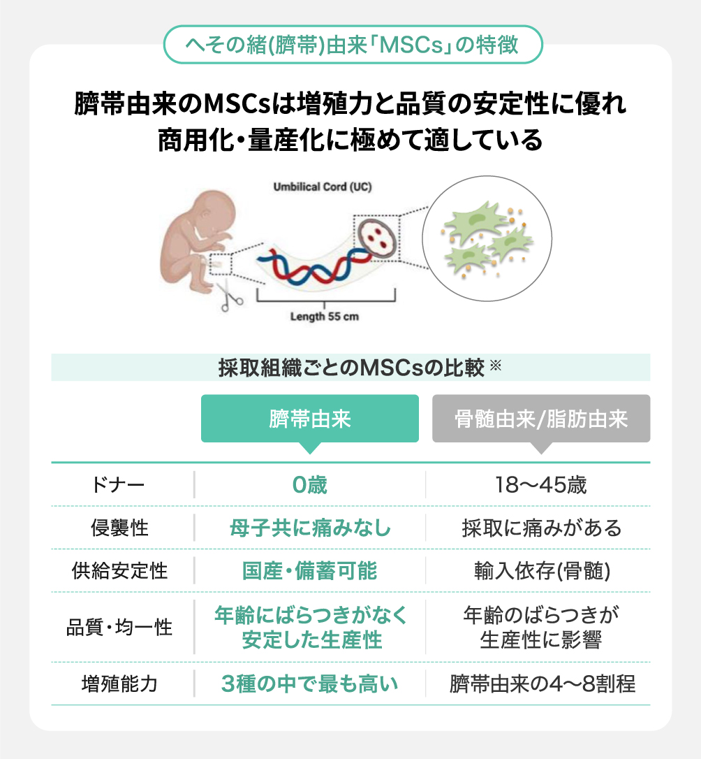 間葉系間質細胞(MSCs)とは